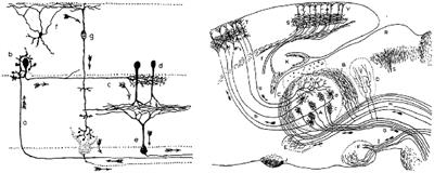 Shaping the Cortical Landscape: Functions and Mechanisms of Top-Down Cortical Feedback Pathways